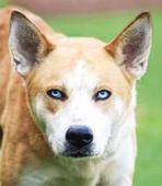 24&nbsp;Akita
